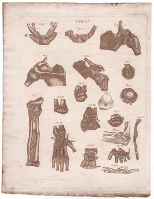 Ligaments of the Left Superior Extremity